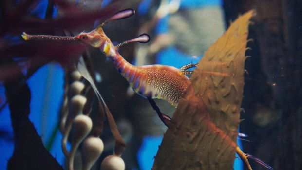 Weedy sea dragons are now part of the exhibits at the Sea Life Sydney Aquarium.