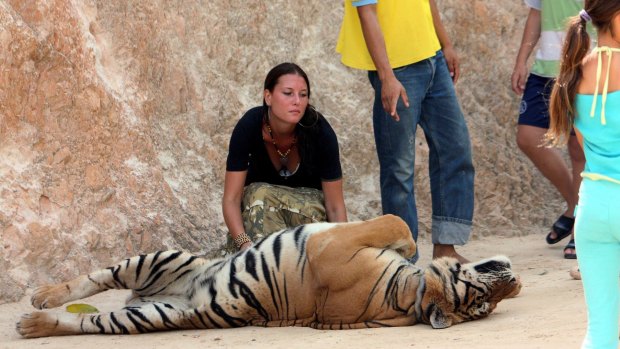 The Buddhist temple west of Bangkok was once a tourist hotspot where visitors took photos with tigers and bottle-fed cubs until international pressure over wildlife trafficking prompted authorities to confiscate 147 tigers in 2016.