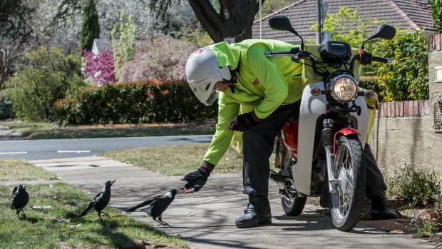 Australia Post postman John Kanard has found the best defence against swooping magpies is a muesli bar.