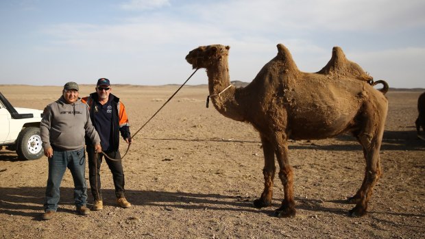 Roger Mifsud, right, helps camel herders in the South Gobi desert to shear the wool off their flock.