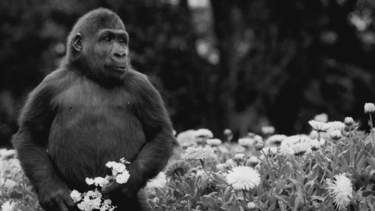 Mzuri, obviously a fan of a fine flower, on October 10, 1986.