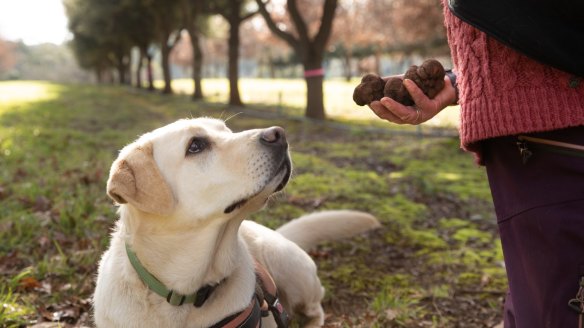 Fresh truffles found by Narla the labrador at Black Cat truffiere.