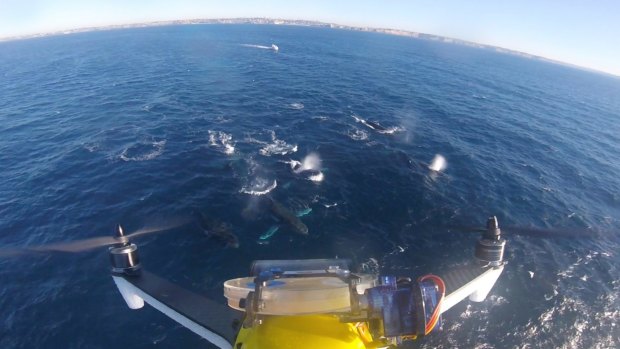 A drone's eye view of breaching humpback whales off Sydney.