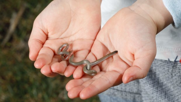Five-year-old Googong resident Chloe Beck holds a pink-tailed worm-lizard in Googong.