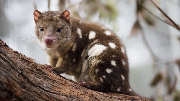 The endangered tiger quoll, ''star'' of Hannie Rayson's play, Extinction.