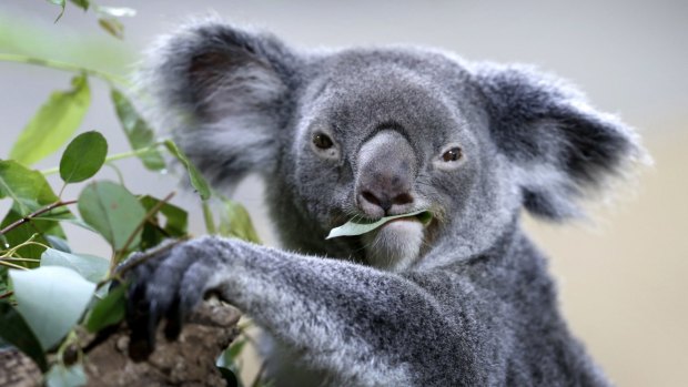 Endangered koalas on the Sunshine Coast are under the spotlight.
