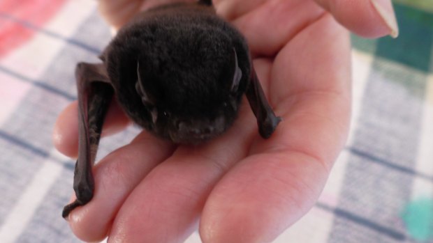 One of the microbats being looked after by wildcare volunteer Denise Morgan.