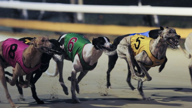 Racing returned to Canberra for the first time since the ACT and NSW governments banned the sport last week.