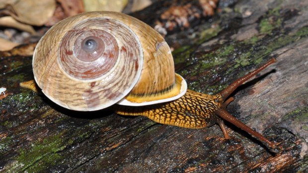 Mossman tree snail - Meliobba schafferyi.