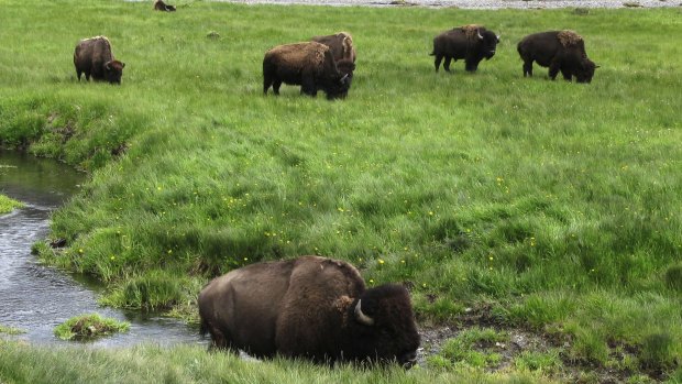 Bison graze near a stream in Yellowstone National Park in Wyoming in this file picture. 