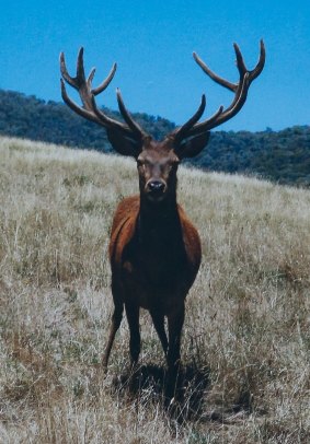 A newly developed photograph of Karl the deer.