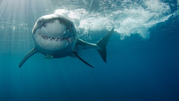 The famous – and feared – great white shark.