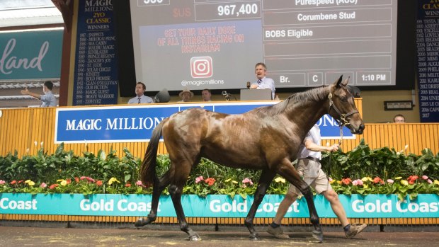 Regally bred: This colt by More Than Ready from Purespeed sold for $1.3 million at the Magic Millions sales on Thursday. 