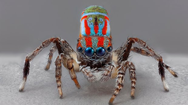 Look At Me! I Am An Artist From Australia (Maratus Splendens, 2018). Digital imaging Maria Fernanda Cardoso in collaboration with Geoff Thompson and Andy Wang.
