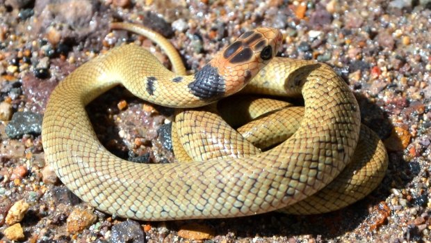 Dangerous eastern Brown snakes are commonly found in Queensland.