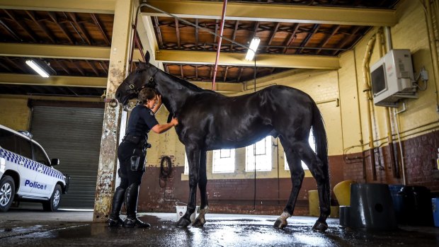 A staff member of the Victoria Police Mounted Branch washes down a horse at the 104-year-old Southbank stables which will close on March 2. 