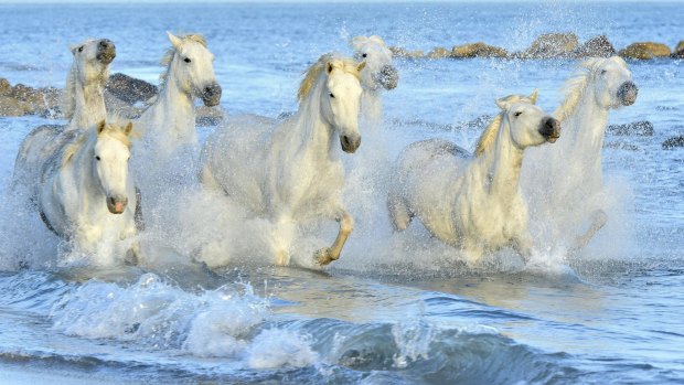 'I would ''read'' [<i>Crin Blanc</I>] every day, determined that one day I would ride one of the white horses of the Camargue.'