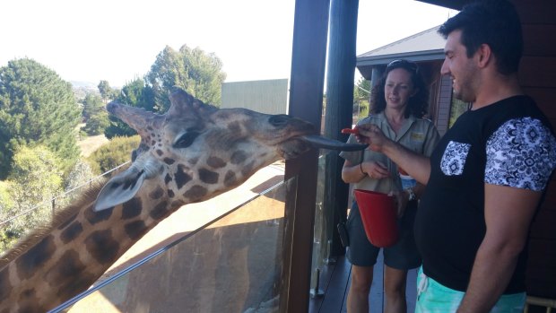 Anthony Marinho helps feed a giraffe from his room balcony.