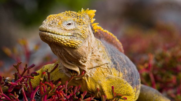 Galapagos land iguana.