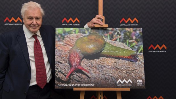 David Attenborough with a photo of the Tasmanian snail named in his honour at the Australian Museum.