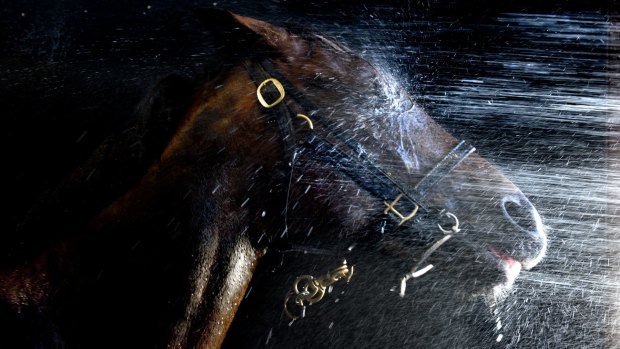 A racehorse is sprayed with chilled water at Randwick Racecourse.
