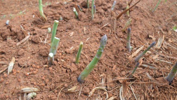 Asparagus spears ready for picking at Torbay Asparagus.