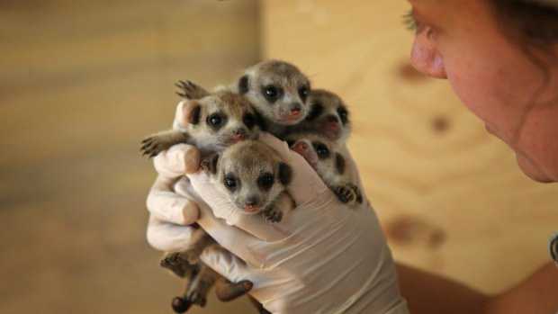 They're cute, but these three week old meerkat pups are quite a handful. 