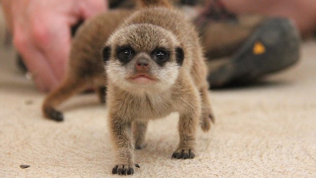 Aren't I cute? Taronga Zoo is celebrating the birth of its first meerkat pups in nearly seven years.