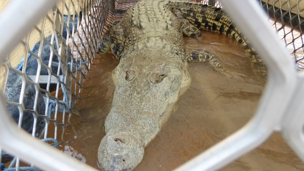The 3.7-metre crocodile was caught on Friday.
