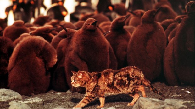  A feral cat roams among baby penguins at a colony on Macquarie Island.