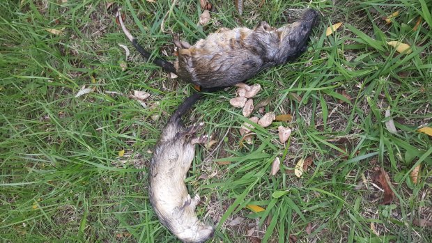 Two native water rats found killed by an illegal trap in Lake Burley Griffin.