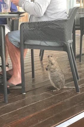 A quokka keeps an eye on a plate of food at the Rottnest pub.