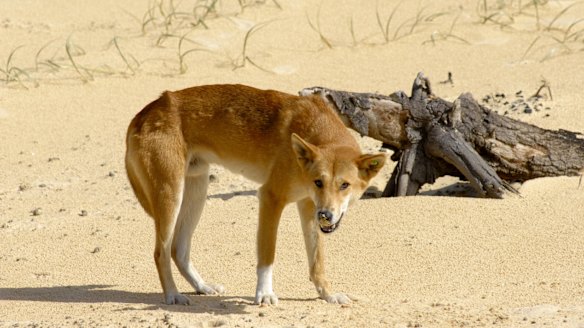 The dingo has an essential role in suppressing feral cat populations.