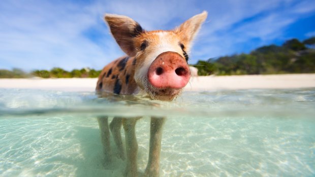 Swimming with pigs in the Bahamas has become a huge tourist attraction.