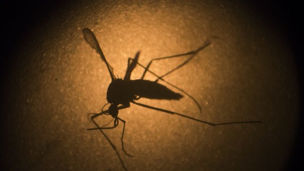 Health minister Cameron Dick has said there is no evidence the Zika virus is circulating in Queensland.