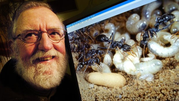  Dr. Bob Taylor, of Hawker, with his jack -umper ants.