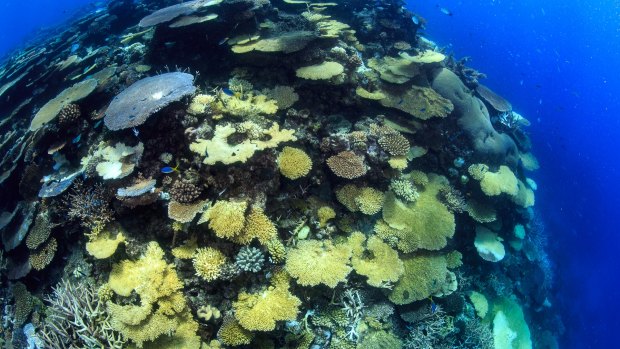 Healthy Rib Reef, near Townsville.