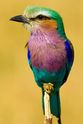 Lilac Breasted Roller Portrait.