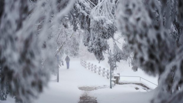 Lots of snow is expected at Mt Buller this week.
