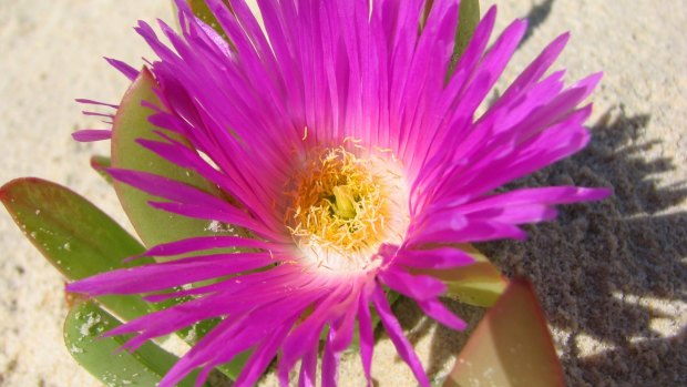 Pigface grows in sandy places.