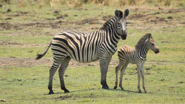 A plains zebra in Mahango, Namibia, has higher saturation and thicker stripes due to year-round hot weather.