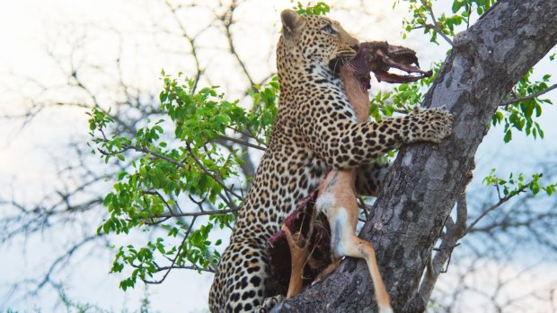 Leopard dragging an impala up tree. 