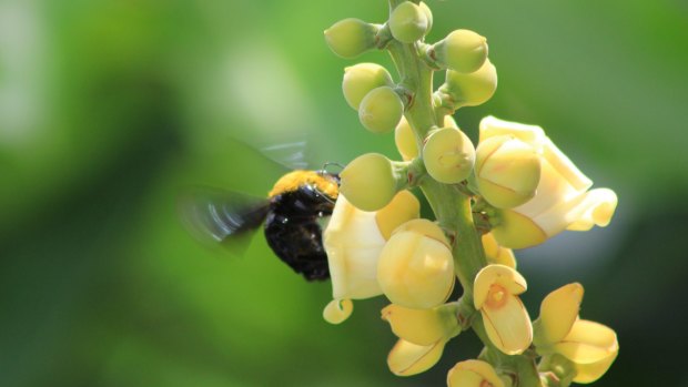 Pollinators are integral to human well-being in more ways than one.