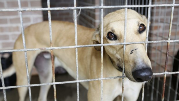 Greyhound racing ban: How a single call triggered the Sun-Herald investigation