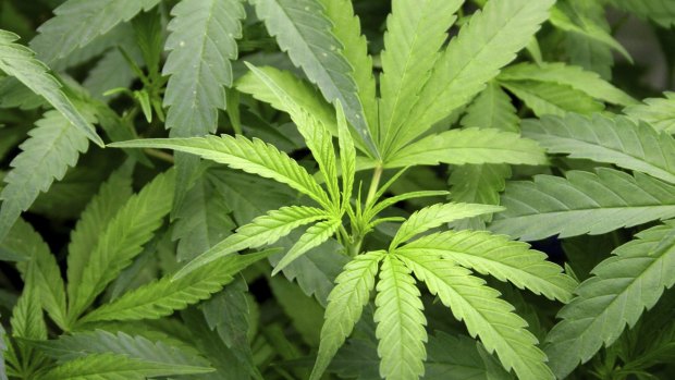 Cannabis plants: Drug Free Australia has outlined seven primary objections to medical cannabis use in the ACT.