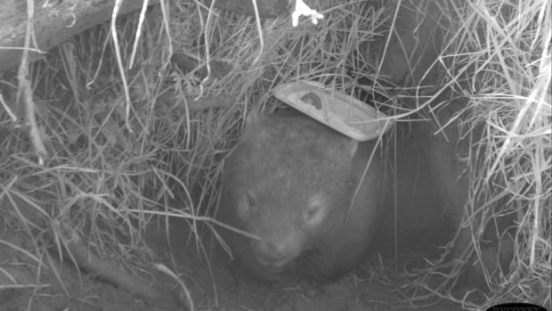 A program to treat wombats with mange wouldn't be possible without volunteers.