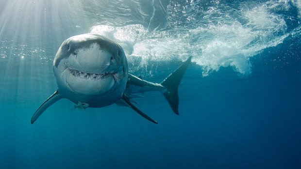 An Australian senate inquiry into shark mitigation has recommended drum lines and shark nets be phased out. 