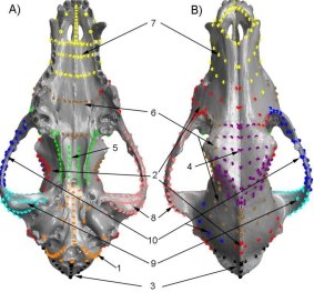 Points used on the skull in the statistical analyses of shape. 