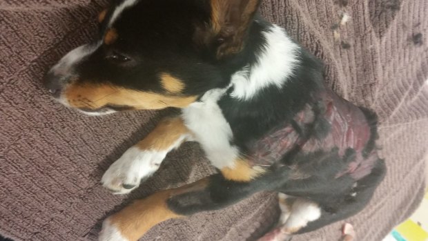 Investigators believe the eight-week-old puppy was bashed, before being burned and left for dead in a park in Melbourne's west.