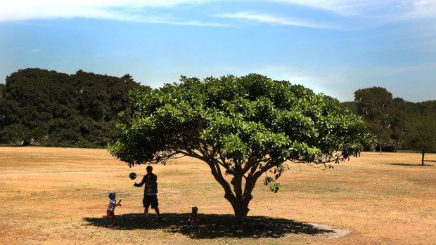 A man and a child shelter in the shade at Sydney's Centennial Park on Friday.